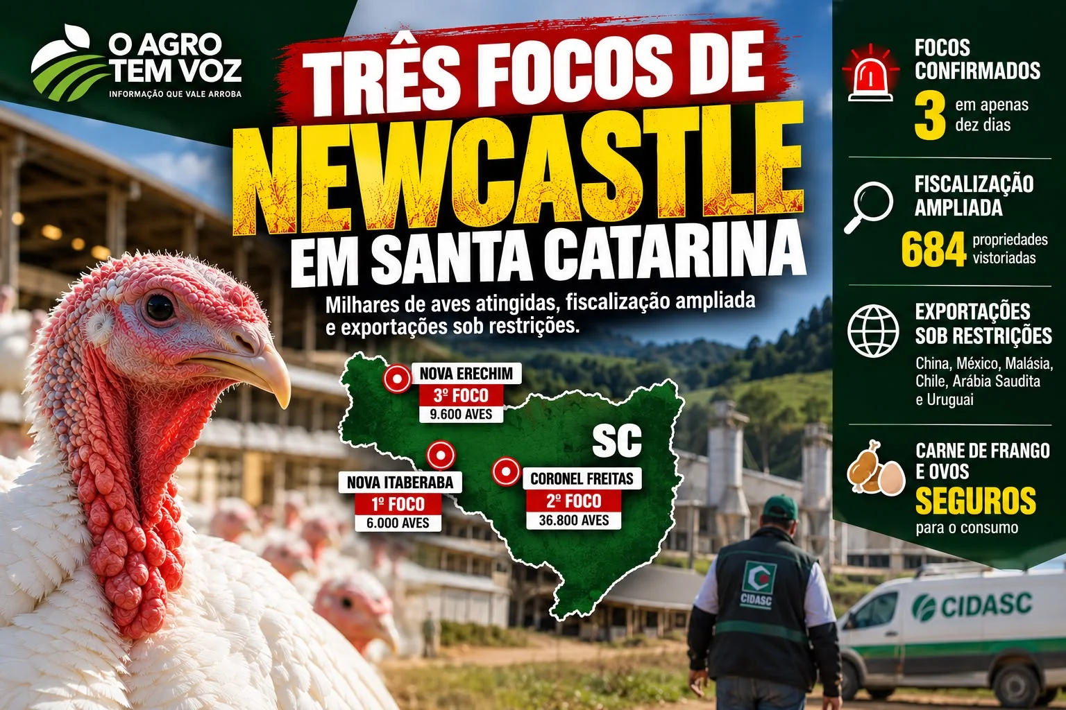Newcastle em Santa Catarina: três focos em dez dias, milhares de aves atingidas e exportações sob restrições