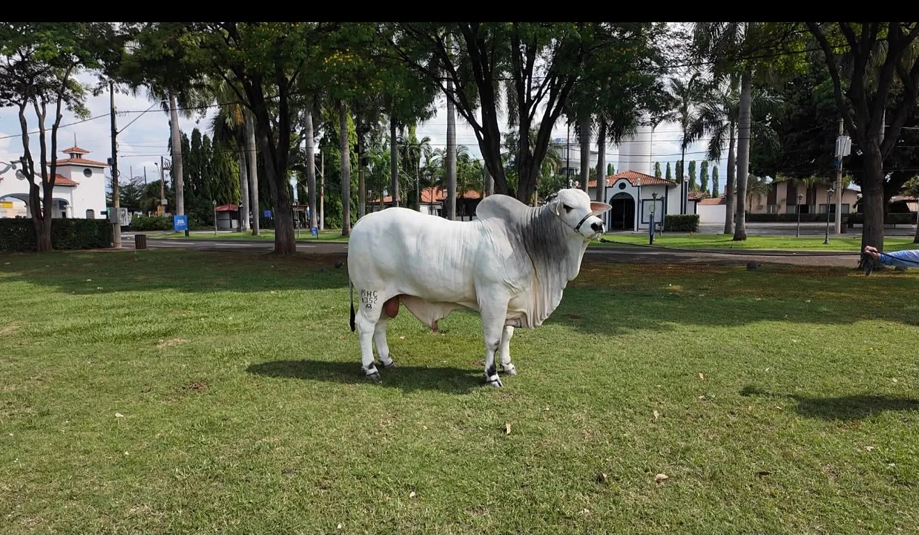 Quantas arrobas tem um boi de 500 kg? Aprenda a calcular